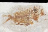 Two Cretaceous Fossil Fish (Armigatus)- Lebanon #102590-3